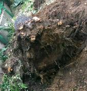 Completely Stump Removal