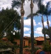 Palm Tree Trimming