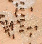 Ants Fumigation and Extermination.