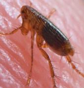 Fleas Fumigation and Extermination.