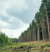 Wood Droppers SA Plettenberg Bay CBD Garden Fences 1_small