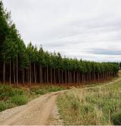 Wood Droppers SA Plettenberg Bay CBD Garden Fences 2_small