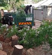 Climbing Kavin Tree Works Centurion Central Tree Cutting , Felling & Removal 1_small