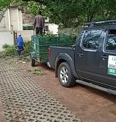 Climbing Kavin Tree Works Centurion Central Tree Cutting , Felling & Removal 2_small