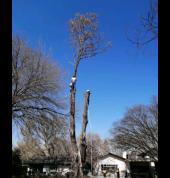 Tree felling