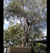 Stump removal