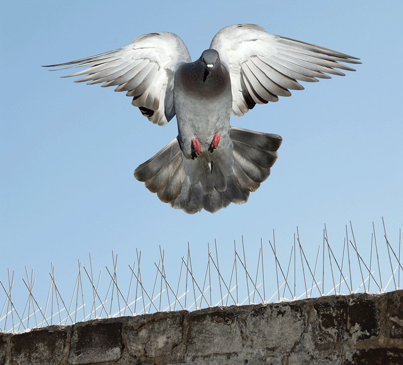 Bird Proofing Cape Town Pest Control Contractors & Services