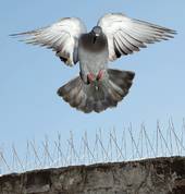 Bird Proofing Cape Town Durbanville Pest Control Contractors & Services 2_small