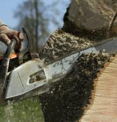 Tree Felling Pros Tableview Bloubergstrand Milnerton Tableview Cleaning Contractors & Services 1_small