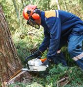 Tree Felling Pros Tableview Bloubergstrand Milnerton Tableview Cleaning Contractors & Services 2_small
