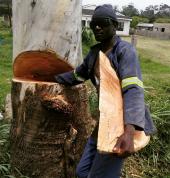 Tree felling by African Sunshine in Ballito
