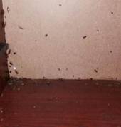 Roaches
