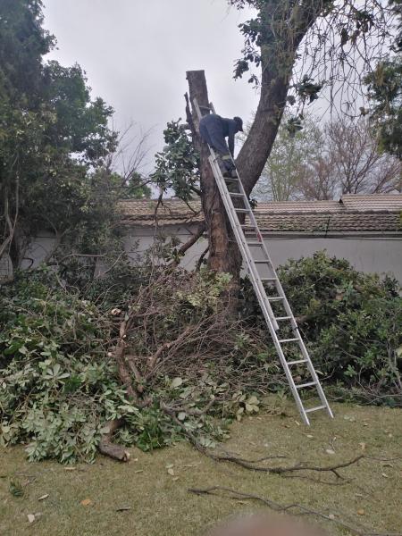 Stump removal Boskruin Tree Cutting , Felling &amp; Removal _small