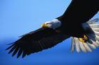 EAGLE RENOVATORS