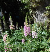 Newlands Foxglove display under old oaks