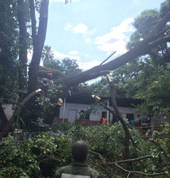 Tree Felling
