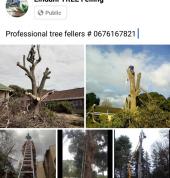 Lindani tree felling Amanzimtoti Arborists & Tree Surgery 3_small