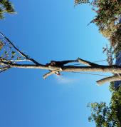 Daniels  Tree Felling Capetown Somerset West CBD Tree Cutting , Felling & Removal 1_small