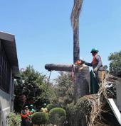 Daniels  Tree Felling Capetown Somerset West CBD Tree Cutting , Felling & Removal 2_small
