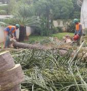 Daniels  Tree Felling Capetown Somerset West CBD Tree Cutting , Felling & Removal 3_small