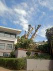 CRAIG'S TREE FELLING Central Westville Tree Cutting , Felling & Removal
