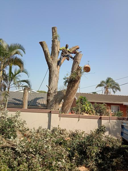 Tree cutting, Trimming of unnecessary branches, Bush clearance, Site clearance Ballito Tree Cutting , Felling &amp; Removal _small
