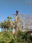 Tree cutting, Trimming of unnecessary branches, Bush clearance, Site clearance Ballito Tree Cutting , Felling & Removal