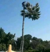 Andre tree felling and projects Johannesburg CBD Arborists & Tree Surgery 3_small