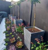 Sethunya Gardens Centurion Central Garden & Landscaping Contractors & Services 4_small