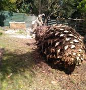 Dropped down the huge Palm Tree safely without any damage