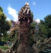 Cutting branches off a huge Palm Tree before dropping it down