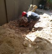 Digging out a stump