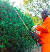 Hedge trimming at Limpopo Avenue. Lyttelton Manor