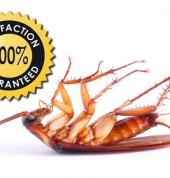 Pest Control Langebaan