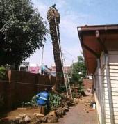 Immaculate Tree Felling☑️ Sunninghill Arborists & Tree Surgery 1_small