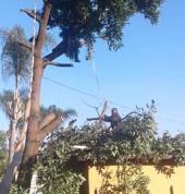 Immaculate Tree Felling☑️ Sunninghill Arborists & Tree Surgery 2_small