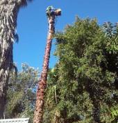Cutting down one large Washingtonian palm tree