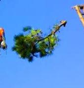 Immaculate Tree Felling☑️ Sunninghill Arborists & Tree Surgery 9_small