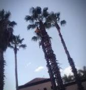 Immaculate Tree Felling☑️ Sunninghill Arborists & Tree Surgery 10_small