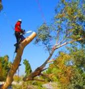 Immaculate Tree Felling☑️ Sunninghill Arborists & Tree Surgery 11_small