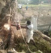 Immaculate Tree Felling☑️ Sunninghill Arborists & Tree Surgery 12_small