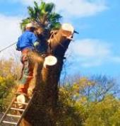 Immaculate Tree Felling☑️ Sunninghill Arborists & Tree Surgery 14_small