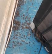 After the cockroach treatment.