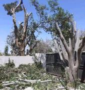 Tree felling, Boom sloping, site clearance, site levelling and palm tree pruning services available.