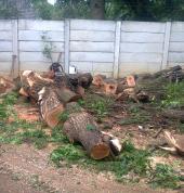 NACT&MM Johannesburg CBD Tree Cutting , Felling & Removal 1_small