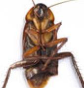 Eraser Pest Elimination Services Nquthu Pest Control Contractors & Services 2_small