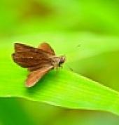 Eraser Pest Elimination Services Nquthu Pest Control Contractors & Services 3_small