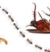 Pest Managers Cape Town Cape Town Central Pest Control Contractors & Services 1_small