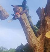 JAYDEN TREE FELLING Central Westville Land Clearing 3_small