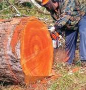 JAYDEN TREE FELLING Central Westville Land Clearing 1_small